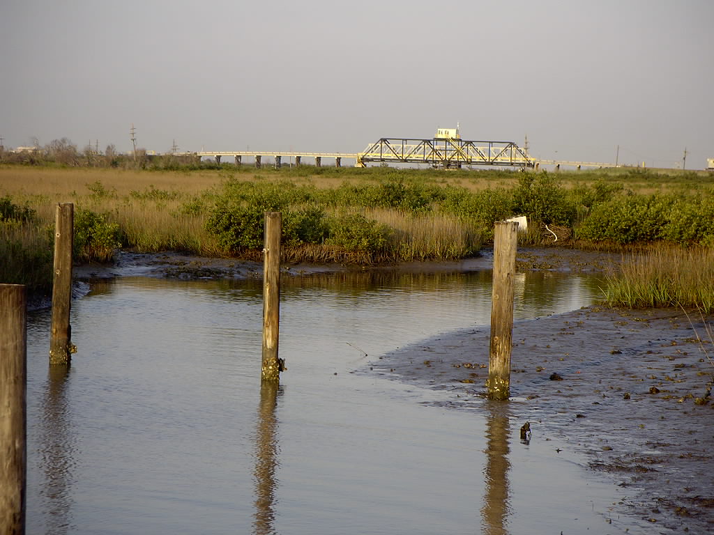 Research explores how coastal changes affect wildlife